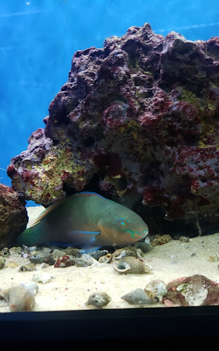 Sweet's Saltwater - Thumbnail