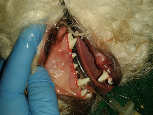 Diagnóstico Integral Veterinario DIV - Thumbnail