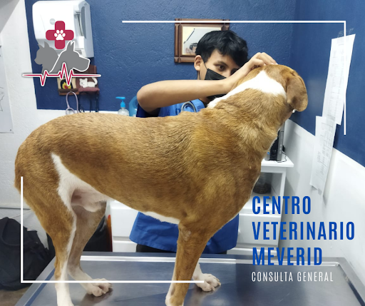 Centro veterinario Meverid