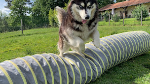 Photo n°20 de O Ranch Canin à Vallereuil (Pension pour chiens)