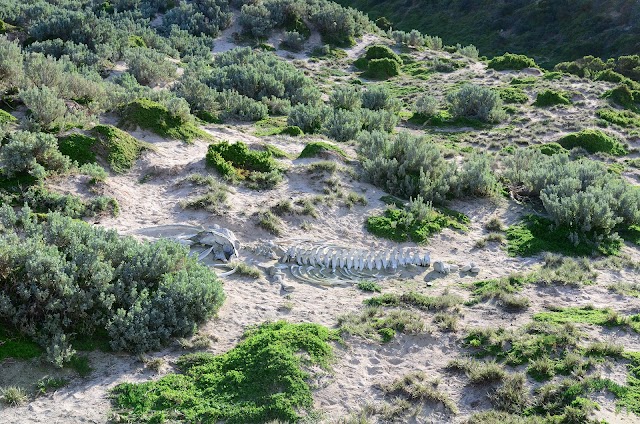 Seal Bay Conservation Park