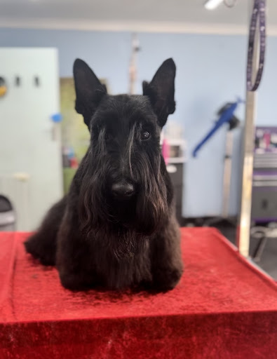 Sassy & Scruffy Dog Grooming