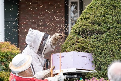 The Honey Bee Tree (Honey + Rescue & Removal Services)