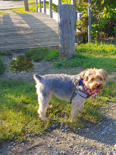 Burlington Dog Park at Rahanis Park - Thumbnail