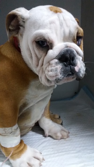 Photos of Neptune Veterinary Clinic
