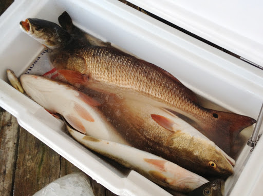 Fin Action Charters - Visual