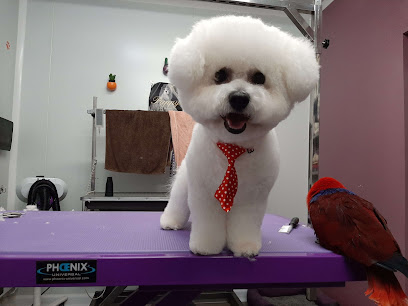 Krys'dog toilettage