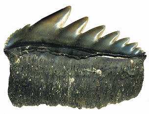 Photo n°24 de ASS RESERVE NAT GEOLOGIQUE DE SAUCATS à Saucats (Attraction touristique)