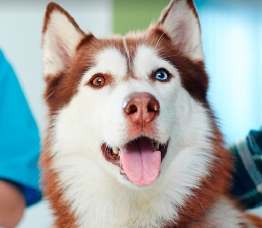 Four Corners Veterinary Clinic - Thumbnail