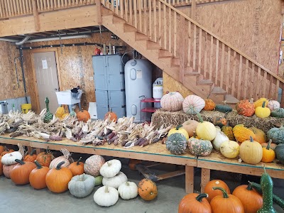 Pumpkins On Garfield Corn Maze