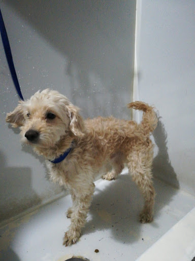 Veterinaria San Lorenzo