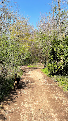 Bosco del Ratto - Thumbnail
