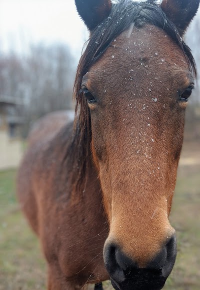 Sullivan Equine Veterinary Service