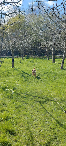 Allington Millennium Green - Thumbnail