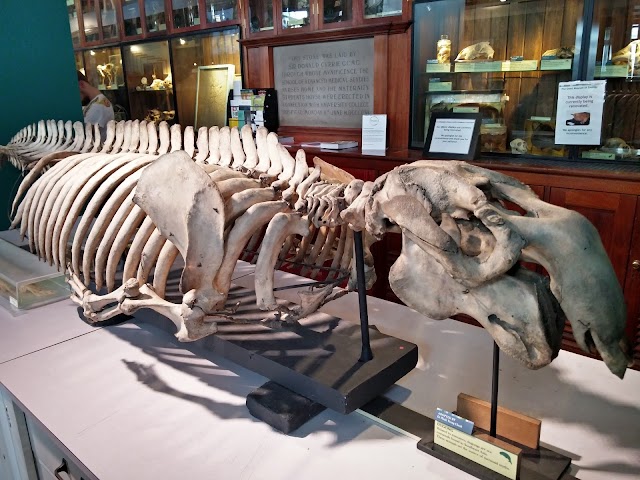 Grant Museum of Zoology