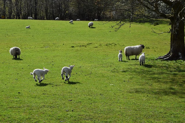 Benmore Botanic Garden