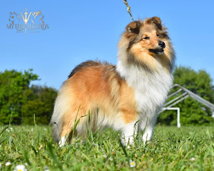 Photo n°1 de Elevage of myths and legends à Val-du-Maine (Éleveur de chiens)