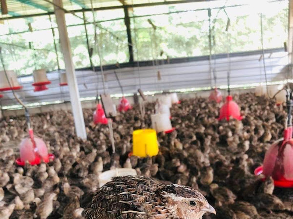 Pembekal Burung Puyuh Frozen Gemesta Puyuh Enterprise Negeri Sembilan