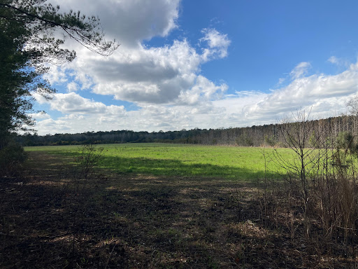 Awendaw Savanna - Thumbnail