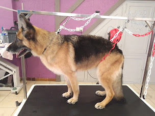 Photo n°16 de Salon de toilettage L'ami tout doux à Jargeau (Magasin d'articles pour animaux)