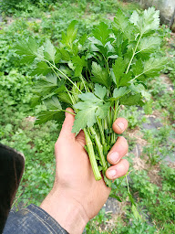 Photo n°21 de Biodivy à Le Tréhou (Ferme bio)