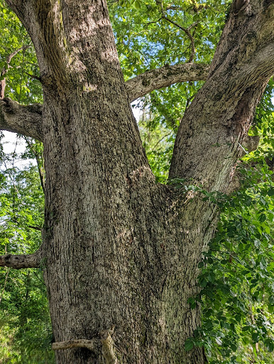 Oldest tree in Alabama Gallery - United States