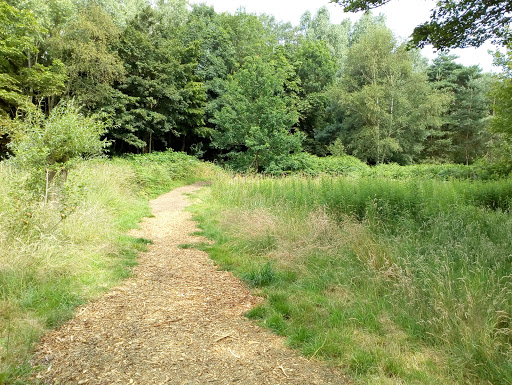 Wildlife Area At Hednesford Park - Thumbnail