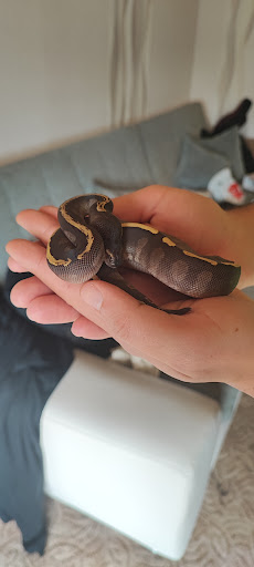 Engel Reptiles