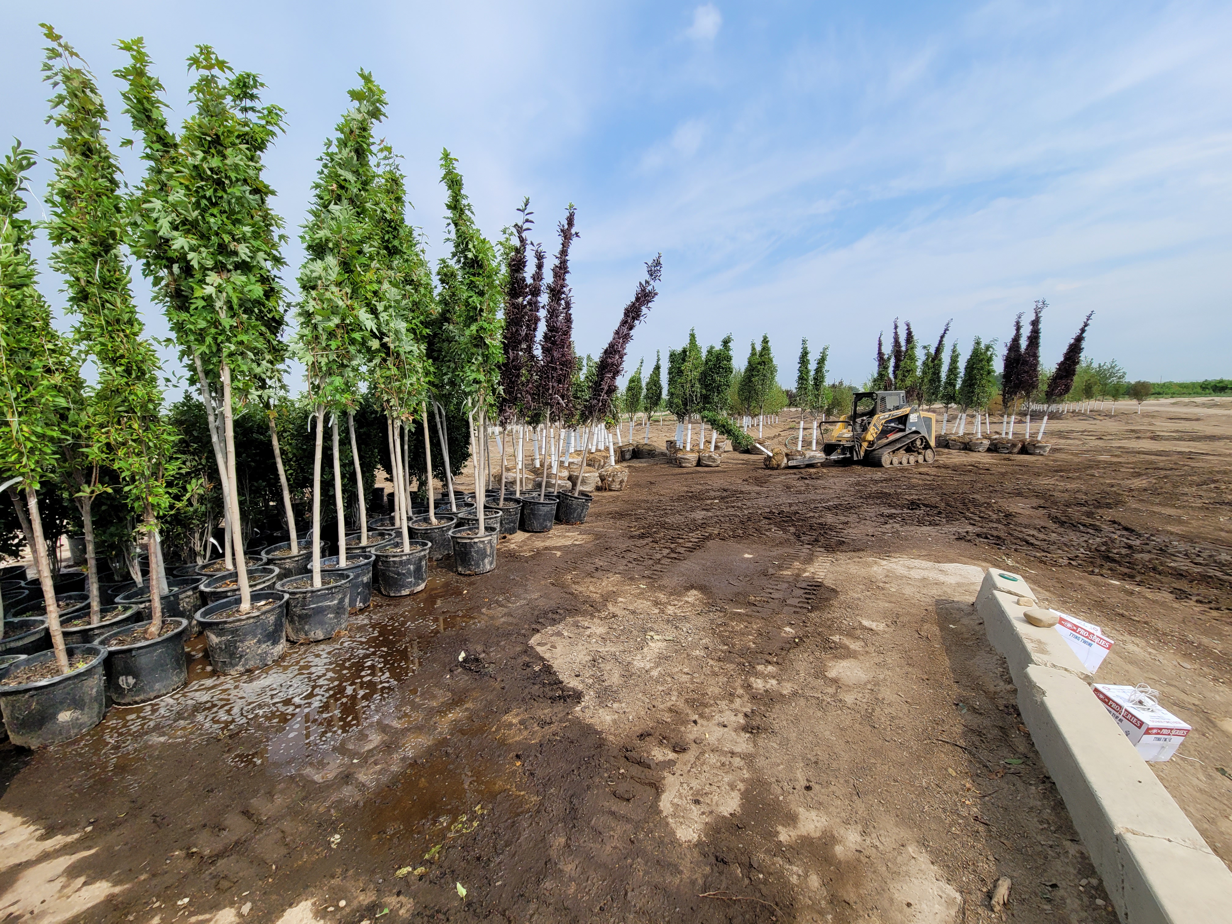 Clayton Tree Farm