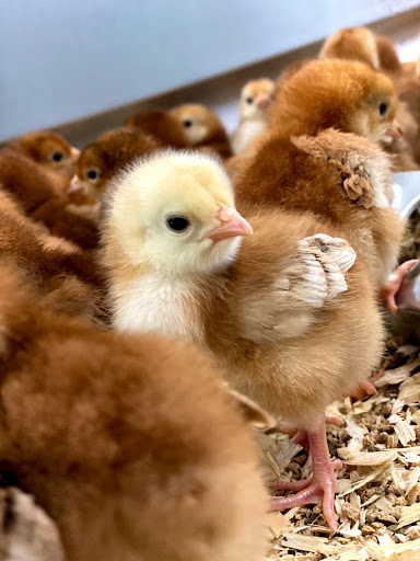 Manning's Feed & Seed - Milton - Thumbnail