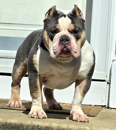 Baltimore Bred Bullies, LLC. - Thumbnail