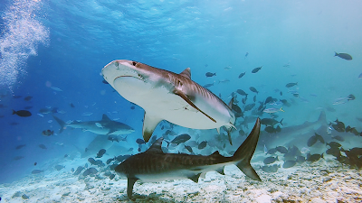 Photos of Fuvahmulah Tiger Shark Dive