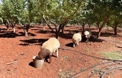 Photos of Al Haush Agro Guesthouse