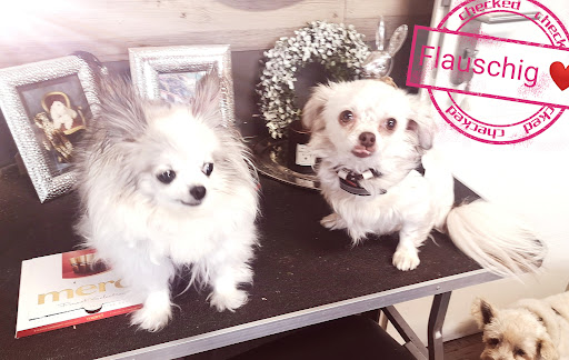 DODO’s HUNDESALON für alle Rassen. Fritzlar, Wabern, Homberg-Efze - Thumbnail