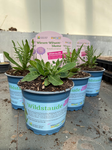 Gärtnerei Wildblüten - Thumbnail
