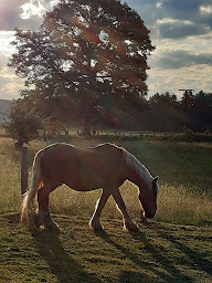 Photo n°9 de ferme du paquis à Aillevillers-et-Lyaumont (Pension pour chevaux)