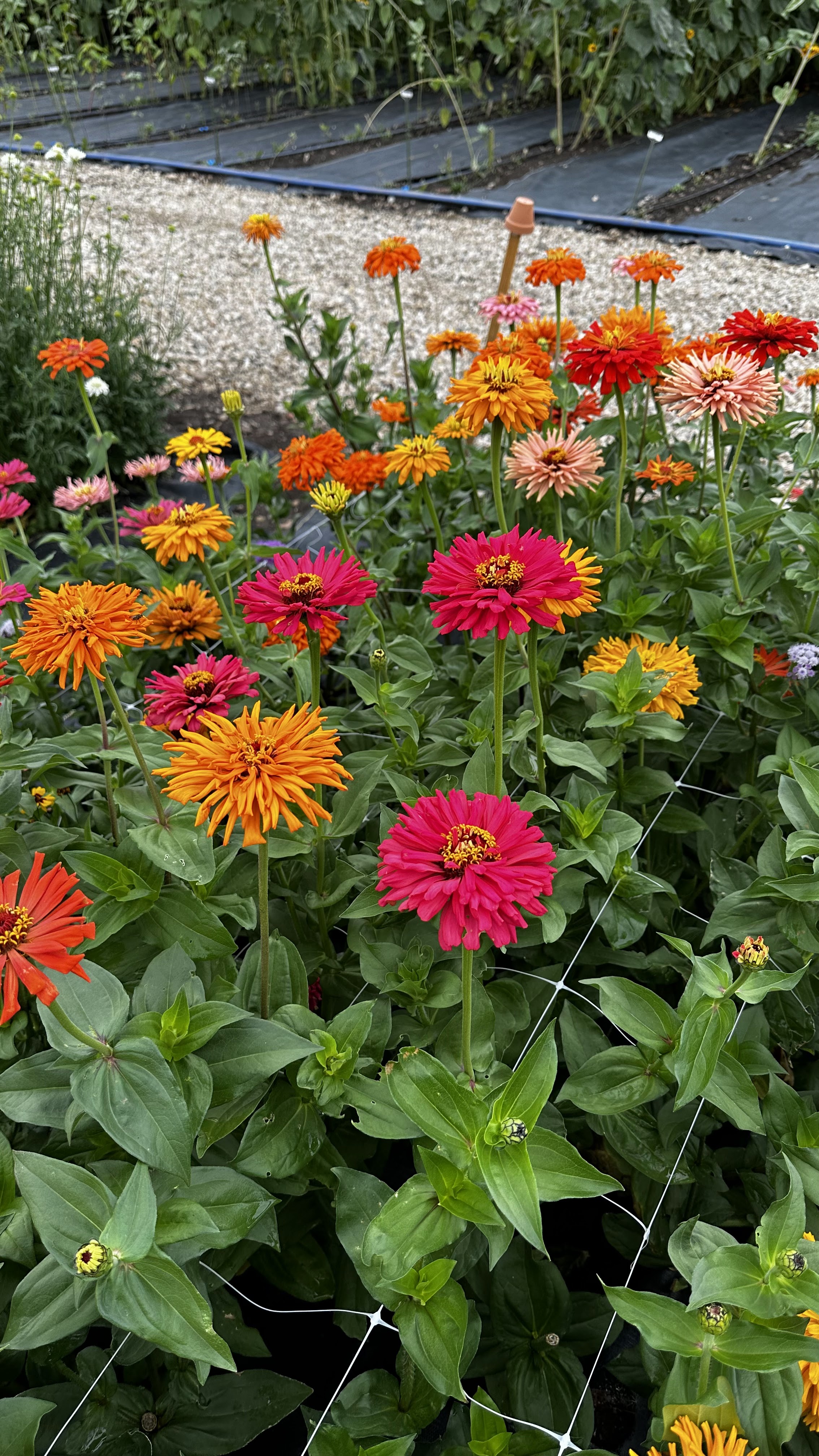 Center Creek Farms