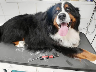 Amor D'cão