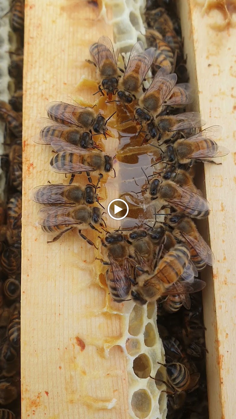 Northumberland Honey Co, Meadery & Bee Farm photo 2
