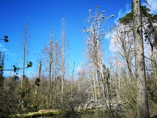 Negyvosios kopos