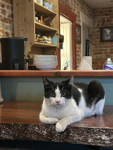 South Jersey Cat Clinic Gallery - United States