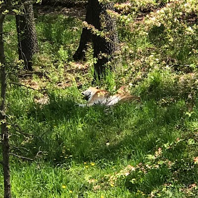 Amur Tiger