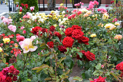 Canadian Pacific Lawn Bowling Club - Thumbnail