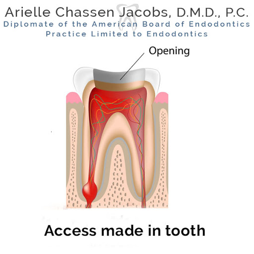 Scarsdale Endo Arielle Chassen Jacobs, D.M.D, P.C. - Thumbnail