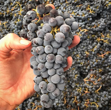 Decant Urban Winery by null