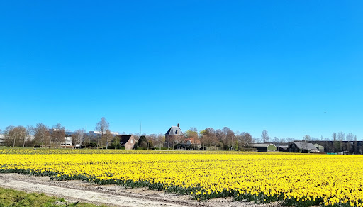 VVV Lisse - Thumbnail