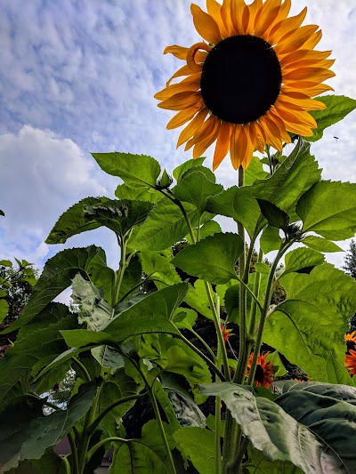 Wild Field Urban Farm