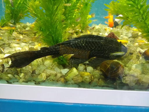 Acuario Borrayos Gallery - Mexico