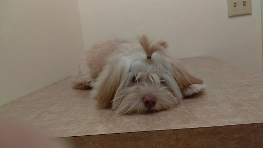 Guadalupe Veterinary Clinic - Thumbnail