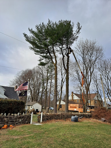 Mandak Tree Services - Visual